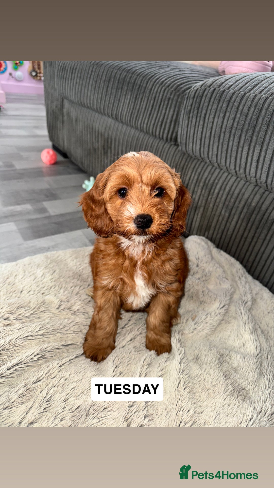 Cockapoo dogs for sale: Cockapoo Puppies for Sale  - Image 2