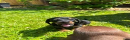 Miniature Dachshund dogs for sale: Beautiful Miniture Dachshund Babies - Advert 8