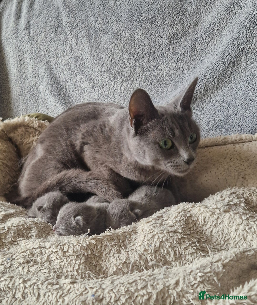 Russian Blue cats for sale: GCCF registered Russian blue kittens  - Image 8
