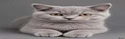 British Shorthair cats for sale: GCCF ACTIVE MALE LILAC BRITISH SHORTHAIR  - Advert 6