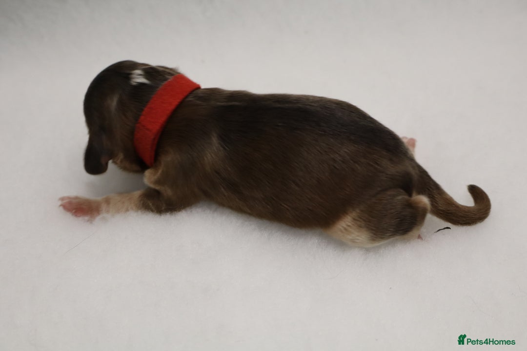 Cockapoo dogs for sale: 5 * BREEDERS, ELITE COCKAPOOS F1 PUPPIES - Advert 16