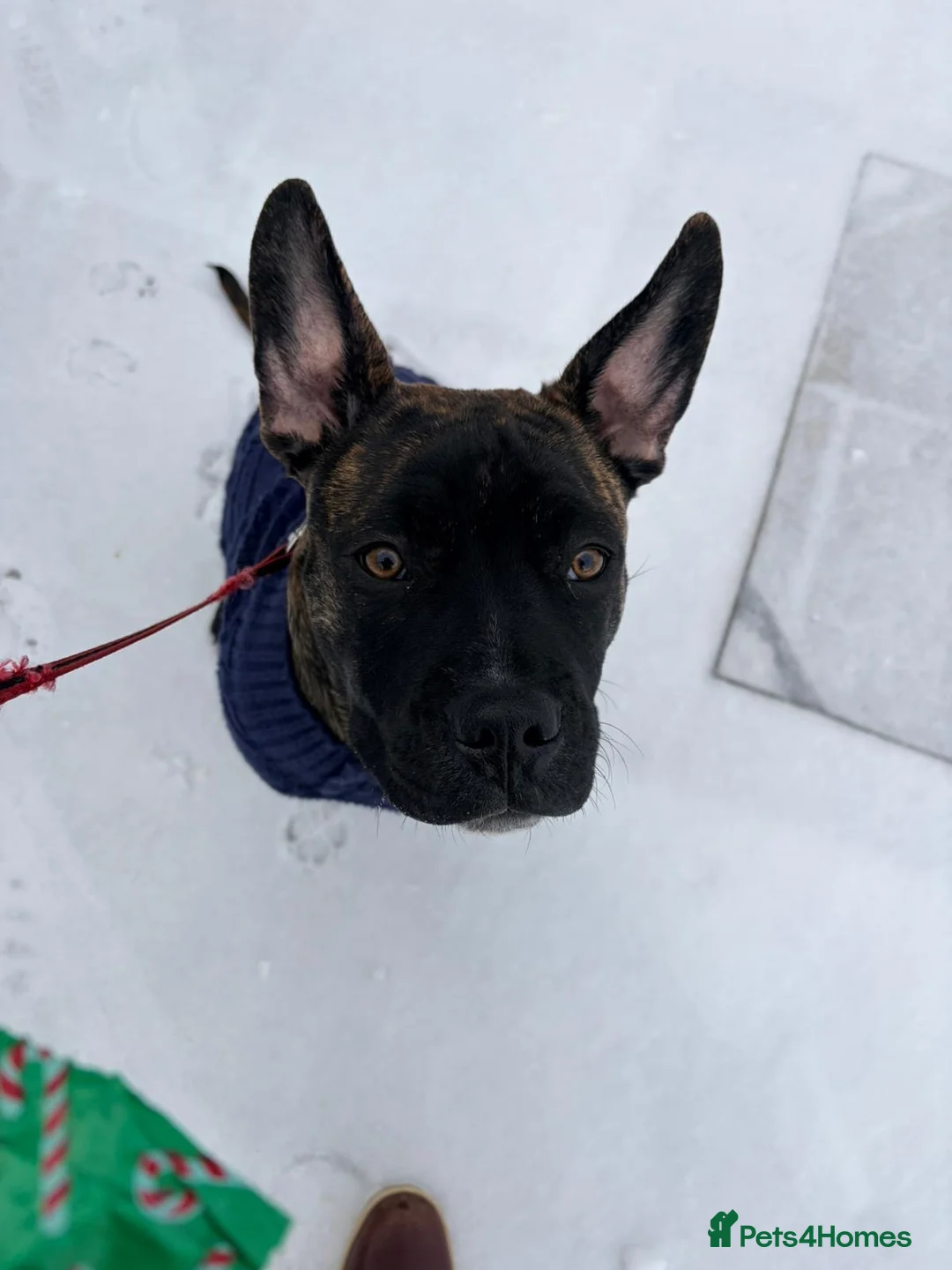 Mixed Breed dogs for sale: In need of a special home for our boy Dave  - Advert 7