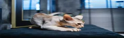 Abyssinian cats for sale: Silver Abyssinian Boy-READY NOW-Champion Line - Advert 15