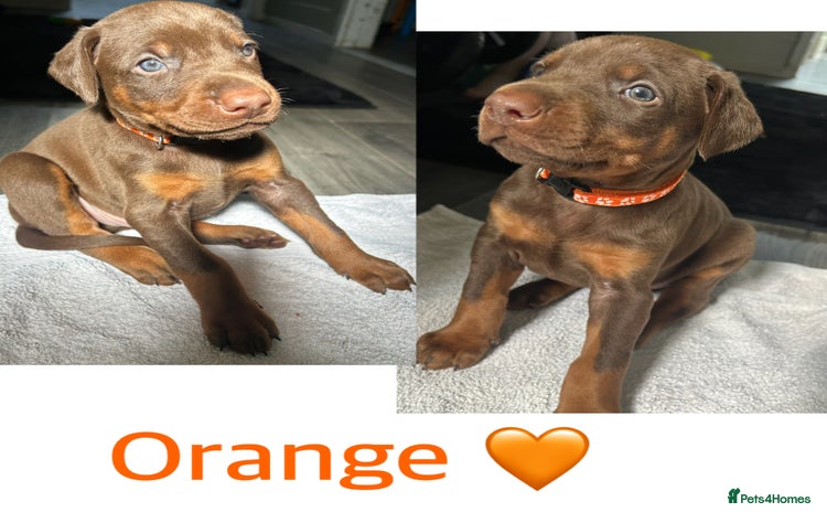 Dobermann dogs - Advert 3