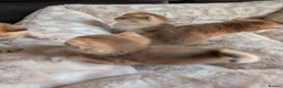 British Shorthair cats for sale: TICA Registered British Shorthair Golden Kittens - Advert 12