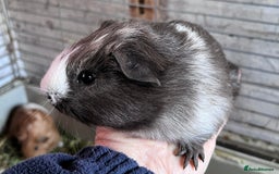 Guinea Pig rodents for sale: Beautiful baby Guinea pigs - Image 4