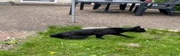 Savannah cats for sale: Beautiful Melanistic Savannah Cat – 1 Year Old in Sheffield - Advert 3