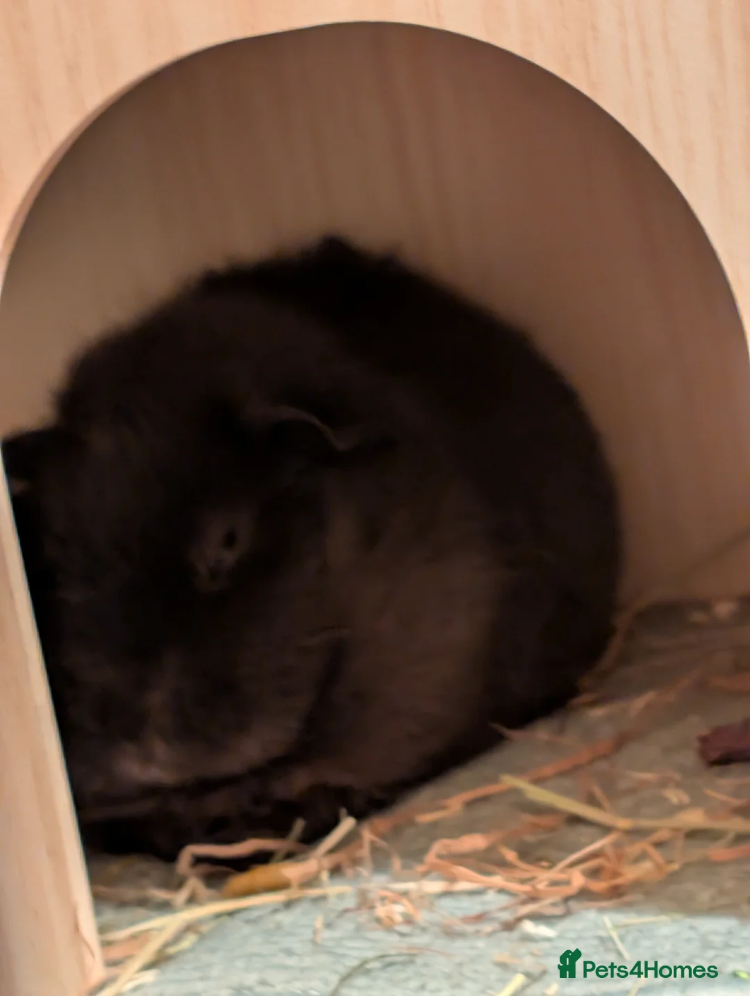 Guinea Pig rodents for sale: 4 mo Chocolate Male Silk Teddy Guinea pig in Leeds - Advert 4