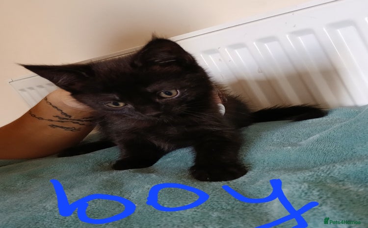Mixed Breed cats - Advert 4