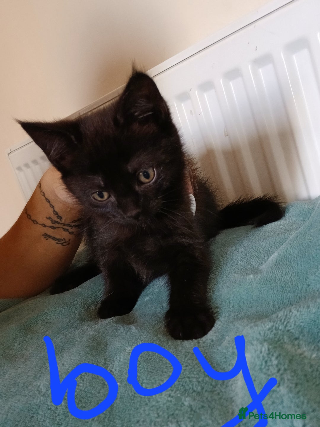 Mixed Breed cats for sale: 7 very fluffy kittens wisbech!!🐈‍⬛️🐈‍⬛️😻 - Image 17
