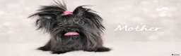 Yorkshire Terrier dogs for sale: Yorkshire Terrier  - Advert 6