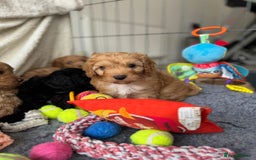 Cavapoo dogs for sale: Quality bred Cavapoo F1 - Image 10