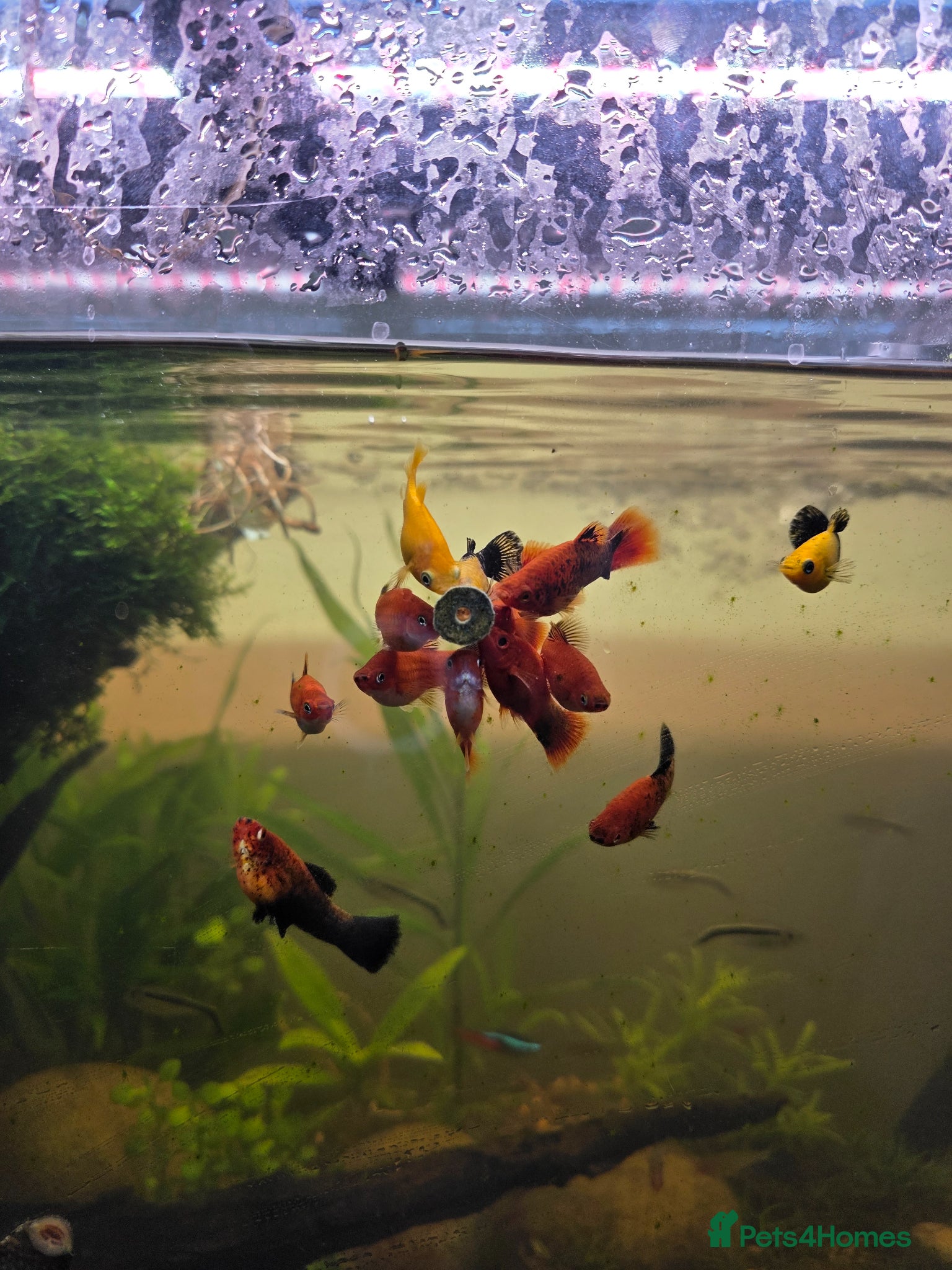 Mollies fish Mollies for sale - Advert 1