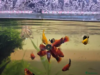 Mollies fish Mollies for sale - Advert 1