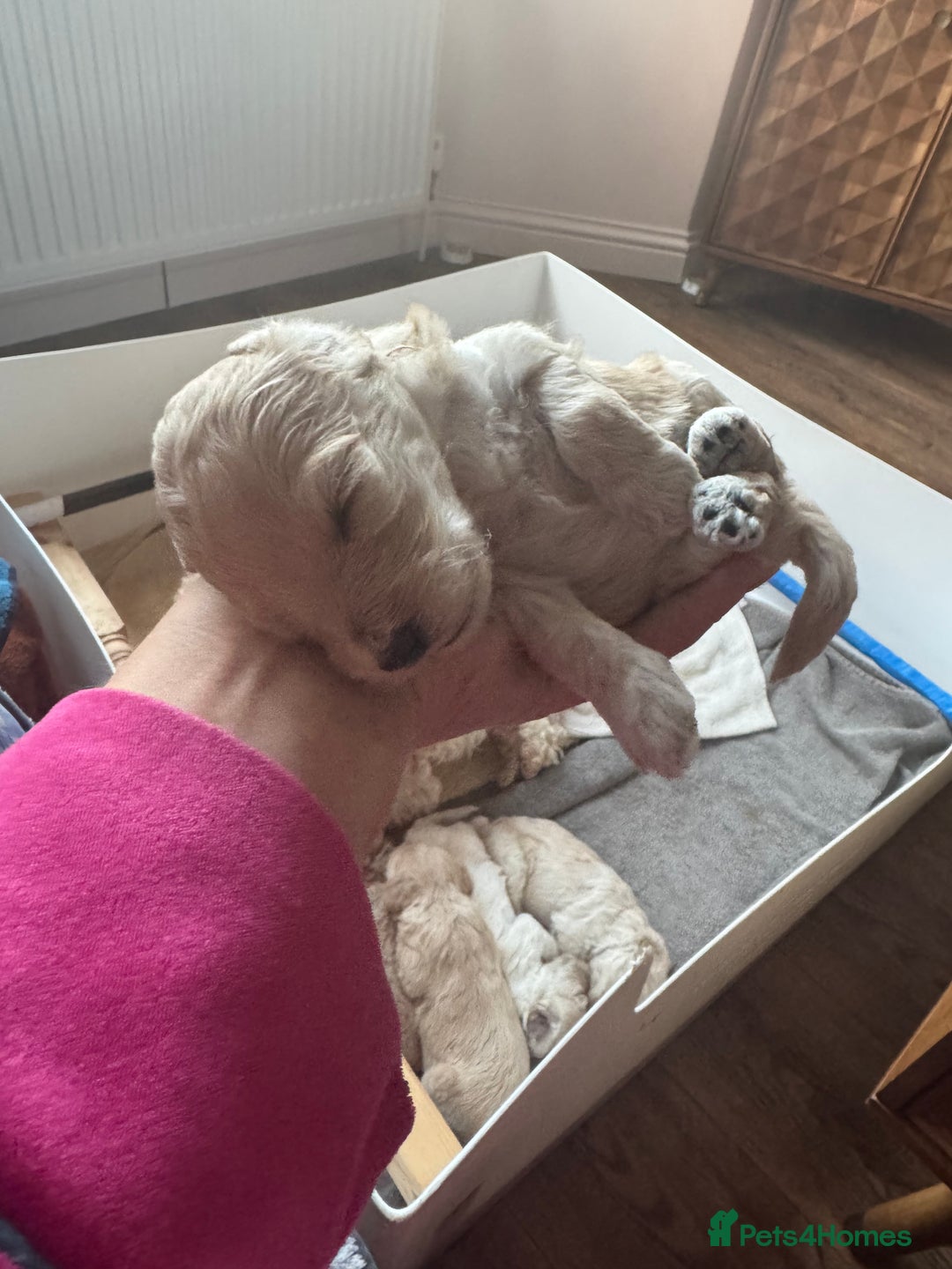 Cockapoo dogs for sale: Wonderful snuggle buddy  - Image 20