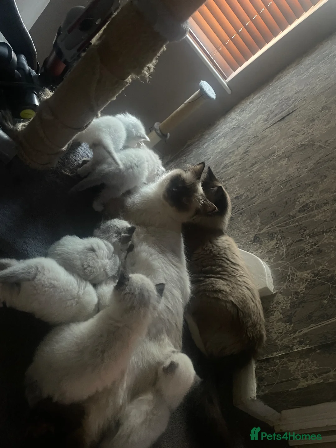 Ragdoll cats for sale: Gorgeous pure ragdoll kittens - Advert 1
