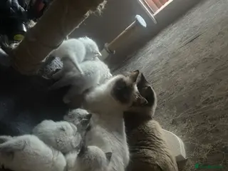 Ragdoll cats Gorgeous pure ragdoll kittens - Advert 1