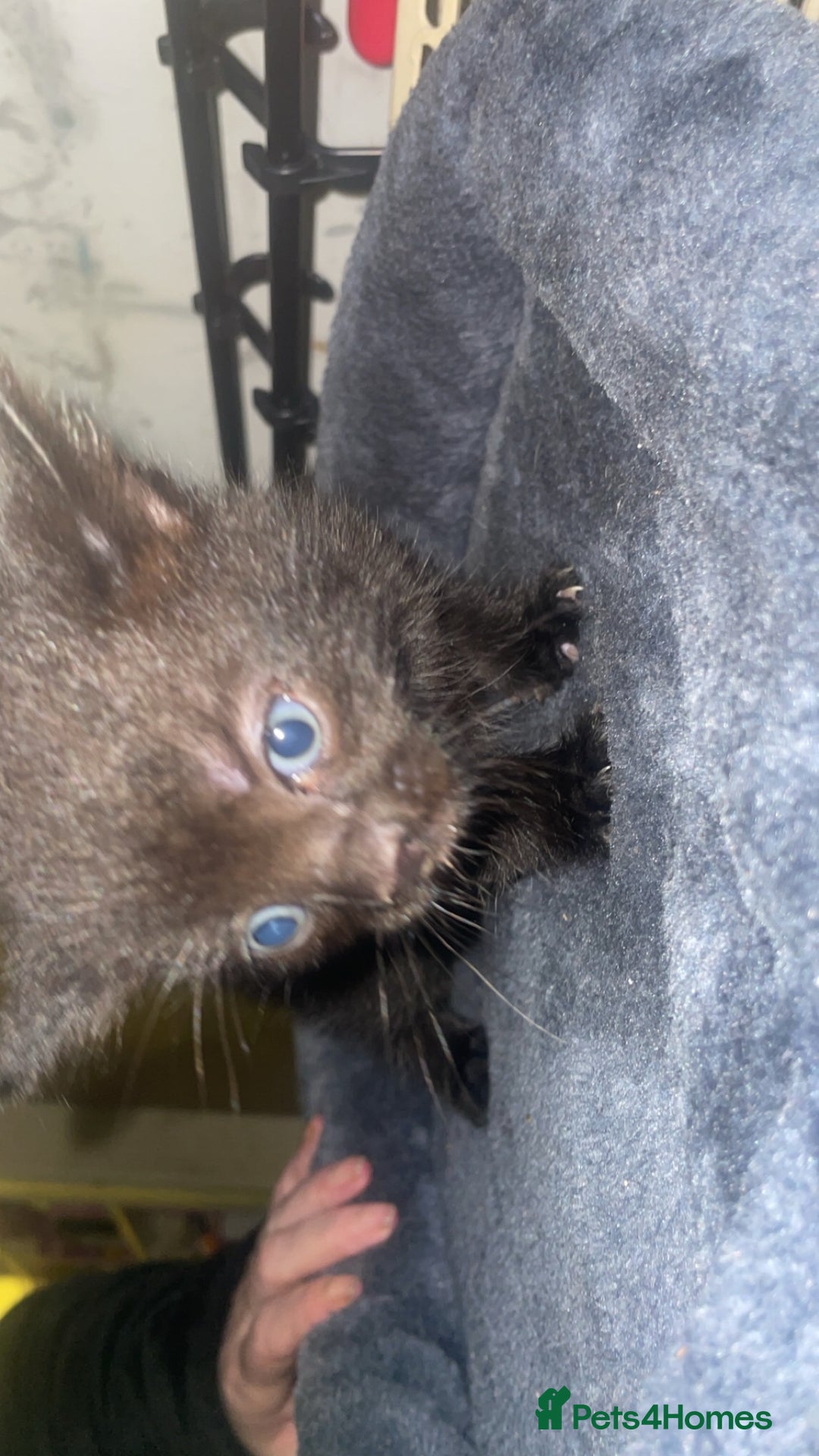 British Shorthair cats for sale: 3 beautiful kittens for sale - Image 5