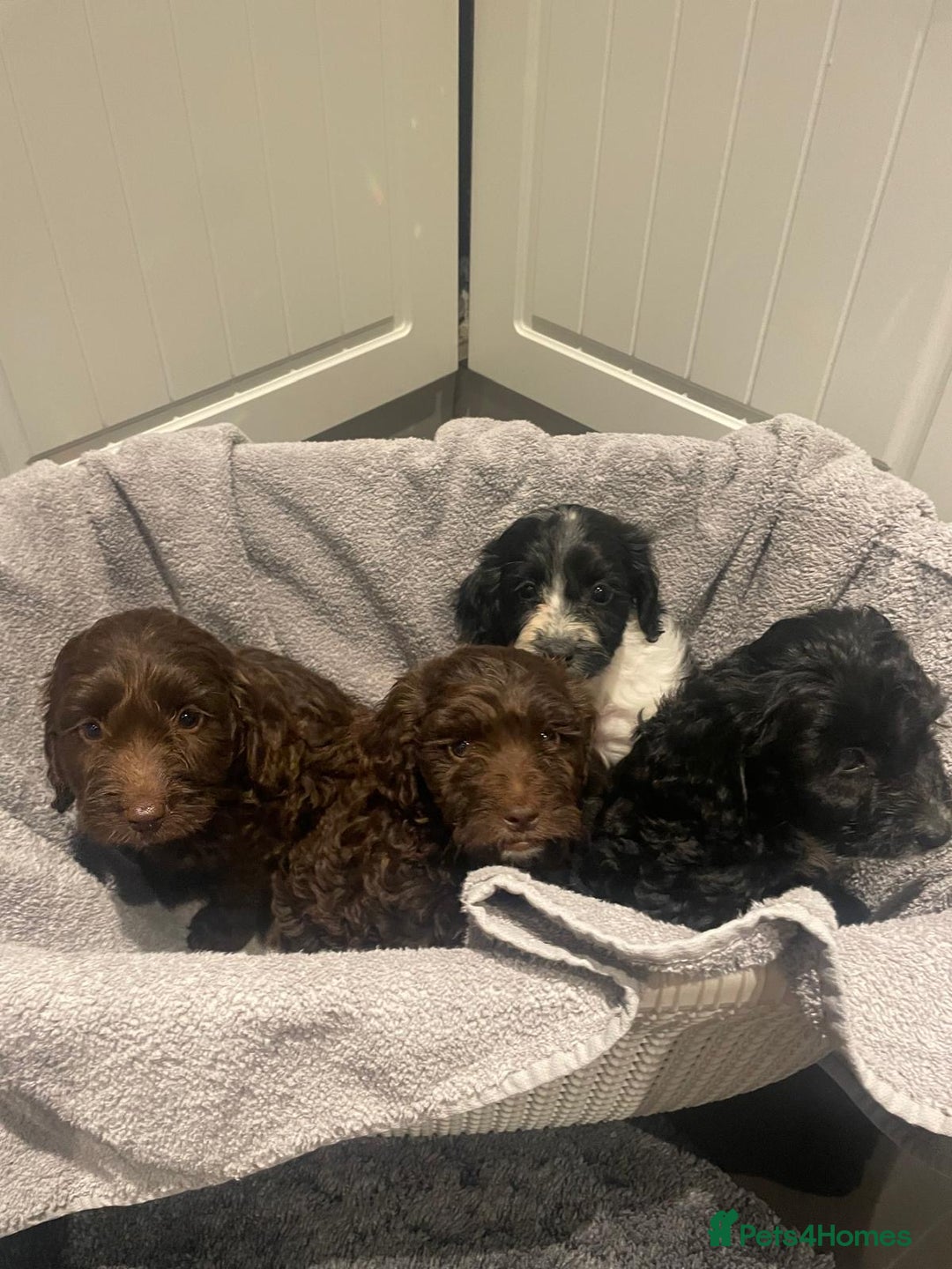 Cockapoo dogs for sale: Cockerpoo puppies - Image 5