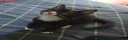 Mixed Breed cats for sale: Tuxedo Kittens Ready For a Home - Advert 10