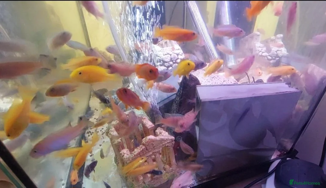 Cichlids fish for sale: African cichlids  - Advert 2