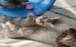 Scottish Fold cats for sale: scottish fold kittens  - Image 11