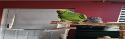 Parrots birds for sale: For Sale in good hands  - Advert 2