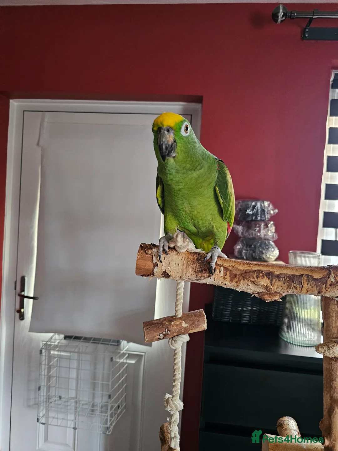 Parrots birds for sale: For Sale in good hands  - Advert 2