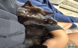 Mixed Breed cats for sale: Kittens for sale in Hyde - Image 5