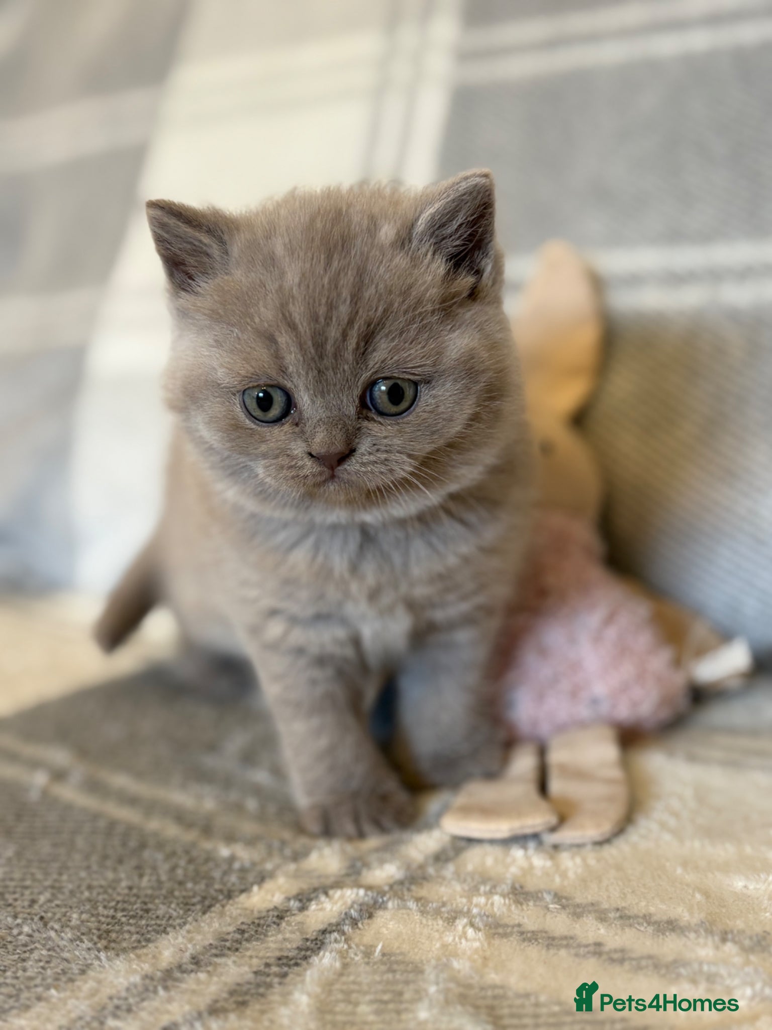 British Shorthair cats British Shorthair Kitten  - Advert 11