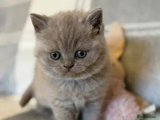 British Shorthair cats British Shorthair Kitten - Advert 11