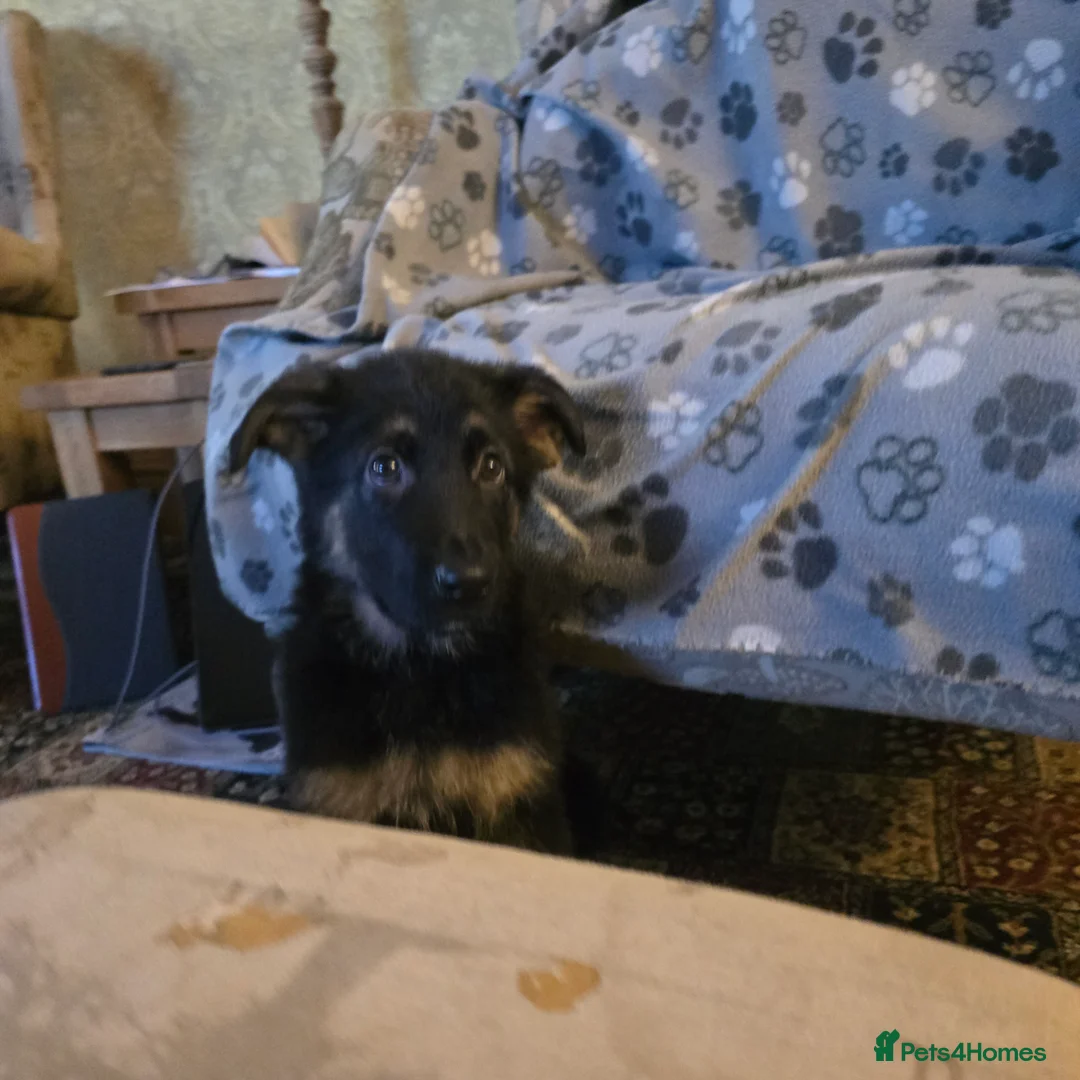 German Shepherd dogs for sale: 2 Beautiful GS females 💚💗 ready to go! - Advert 10