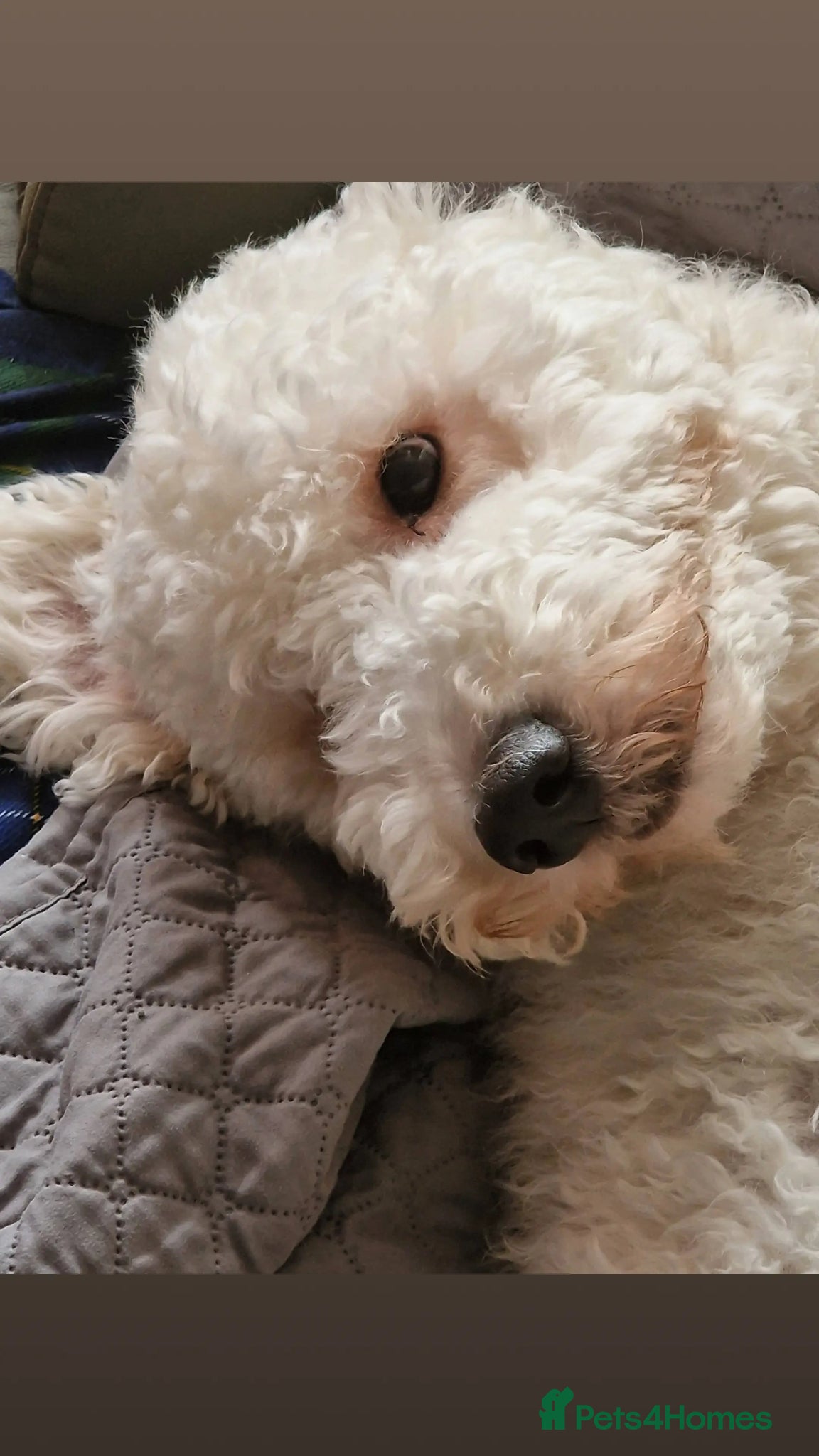 Standard Poodle dogs for stud: Standard White Poodle as stag - Advert 4