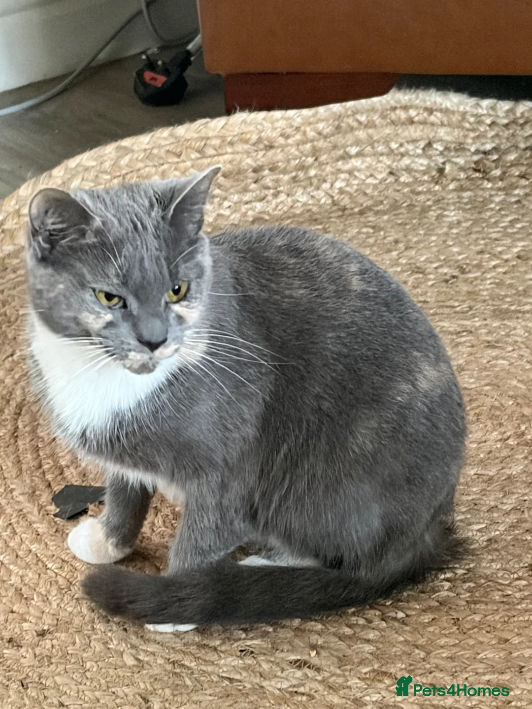 British Shorthair cats for sale: To be born soon waiting list is open  - Advert 2