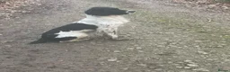 English Springer Spaniel dogs for sale: Healthy springer spaniel pups - Advert 3