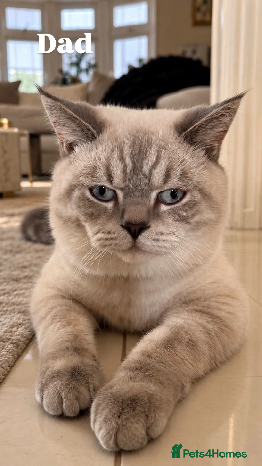 British Shorthair cats for sale: Adorable British Shorthair Blue & Tabby Kittens - Advert 2