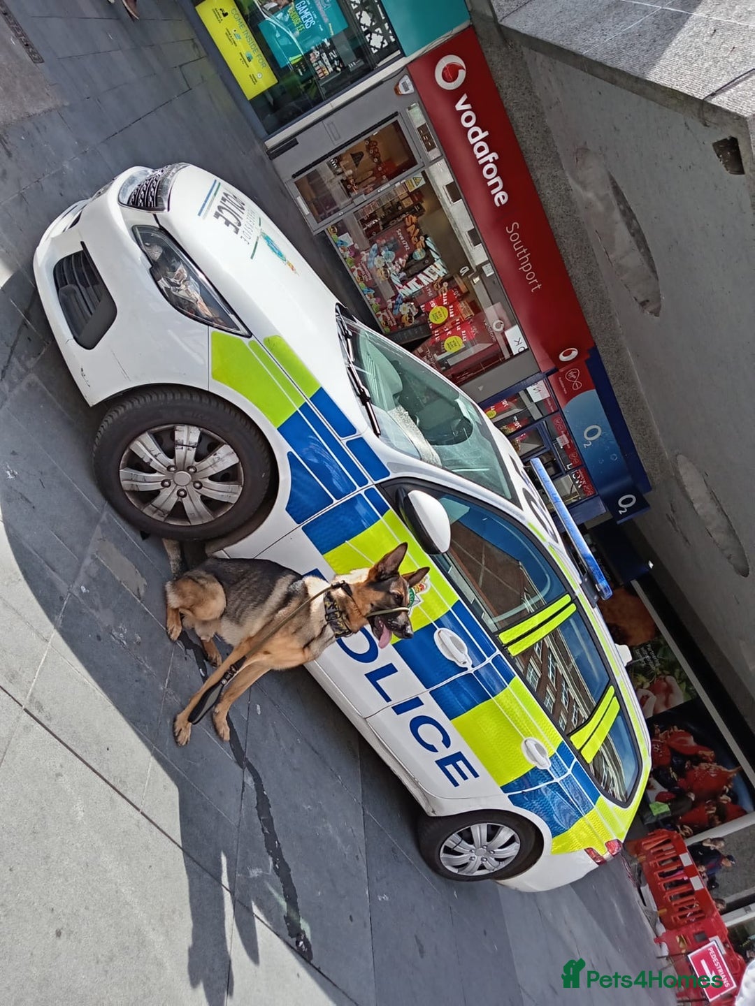 German Shepherd dogs for stud: German shepherd x Malinois for stud - Image 13