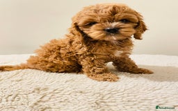 Cockapoo dogs for sale: Toy Yankee doodles American cockapoo - Image 8