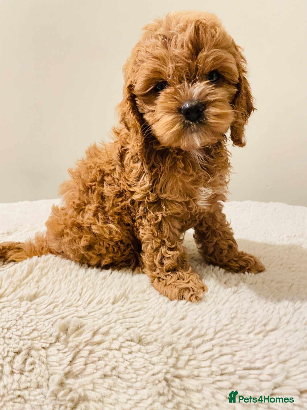 Cockapoo dogs for sale: Toy Yankee doodles American cockapoo - Image 8