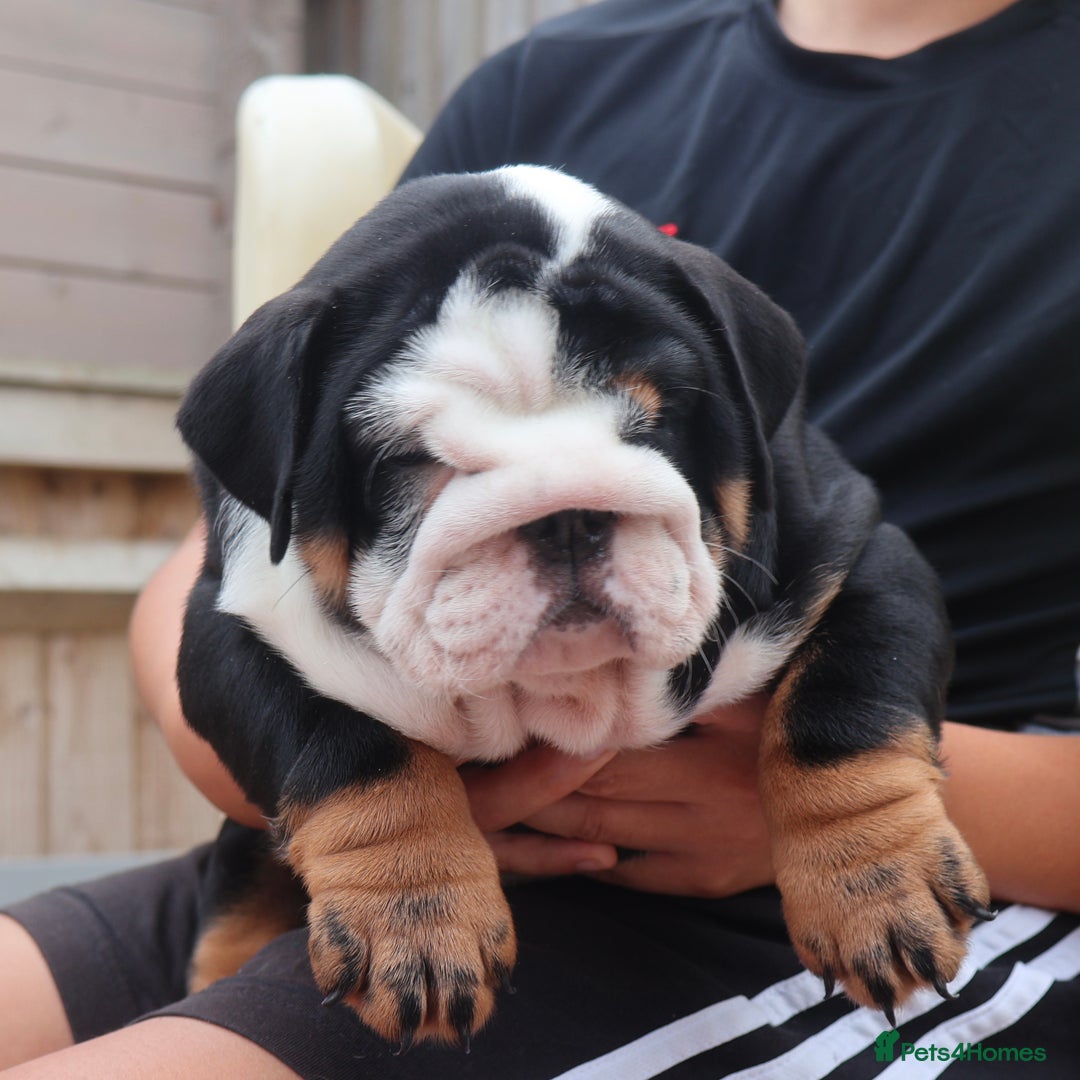 English Bulldog dogs for sale: 2 Gorgeous English Bulldog Pups 🩷 - Image 8