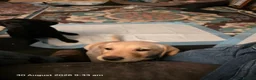 Labrador Retriever dogs for sale: Labrador puppies in Sleaford - Advert 8