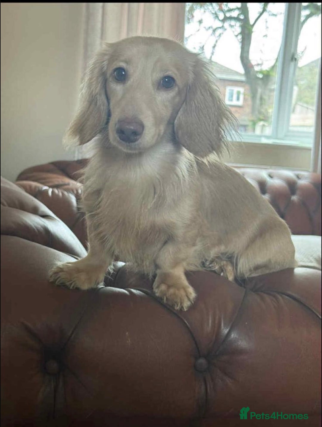 Miniature Dachshund dogs for stud: incredible cream stud boy  - Advert 2