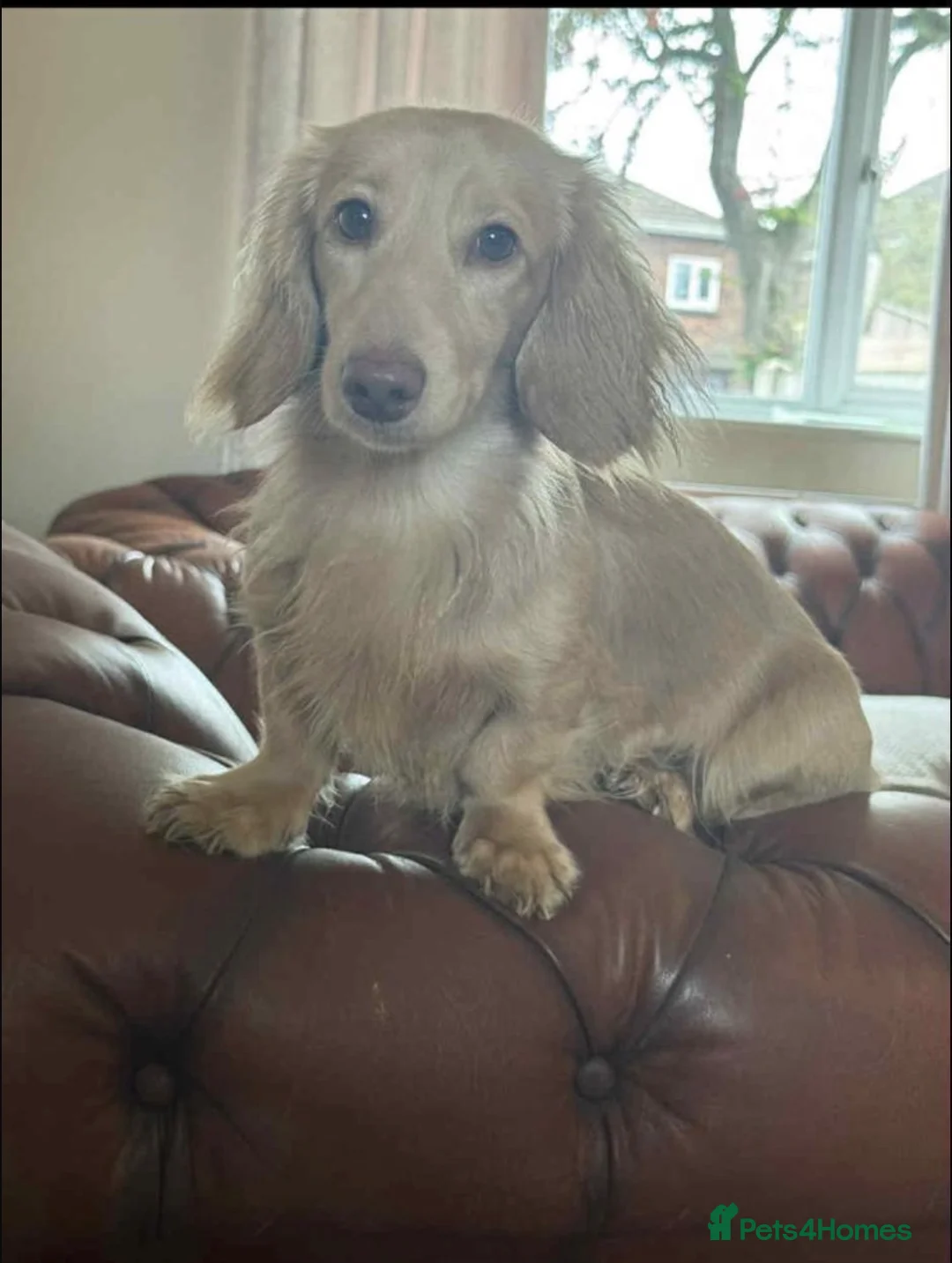 Miniature Dachshund dogs for stud: incredible cream stud boy  - Advert 2