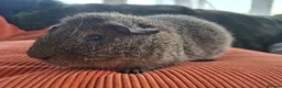 Guinea Pig rodents for sale: Beautiful Lemon Agouti Rex boar - Advert 1