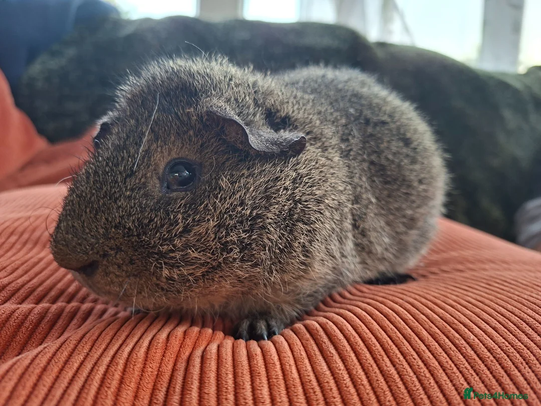 Guinea Pig rodents for sale: Beautiful Lemon Agouti Rex boar - Advert 1