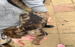 Mixed Breed dogs for sale: Outstanding quality pups  - Image 7