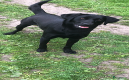Labrador Retriever dogs for sale: Pedigree Labradors - Perfect for gun dog  - Image 11