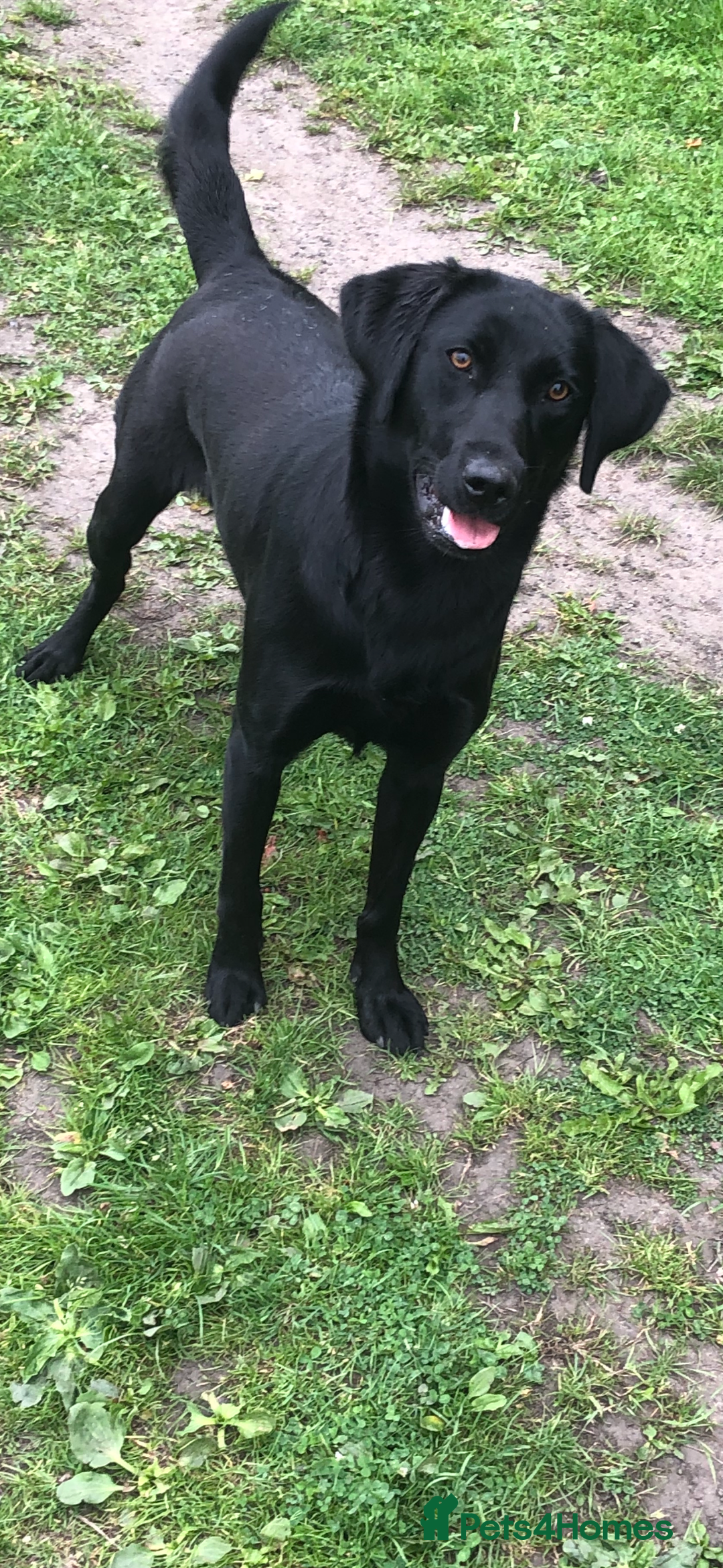 Labrador Retriever dogs for sale: Pedigree Labradors - Perfect for gun dog  - Image 11
