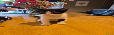 Mixed Breed Kitten 1