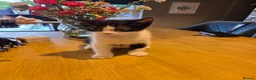 Mixed Breed cats for sale: 2 male kittens  - Advert 2